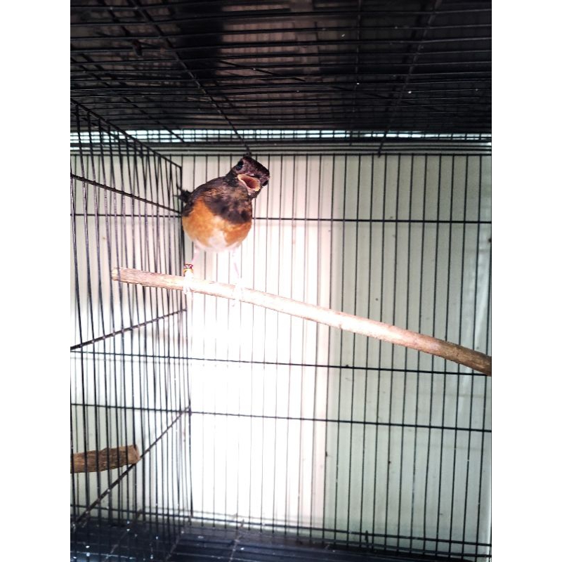 murai batu medan trotol jantan gambling prediksi jantan non gembung / burung murai batu medan