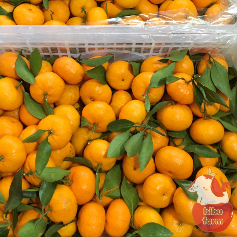 

Jeruk Shantang Santang Honey Tangerine Berat/Kilogram