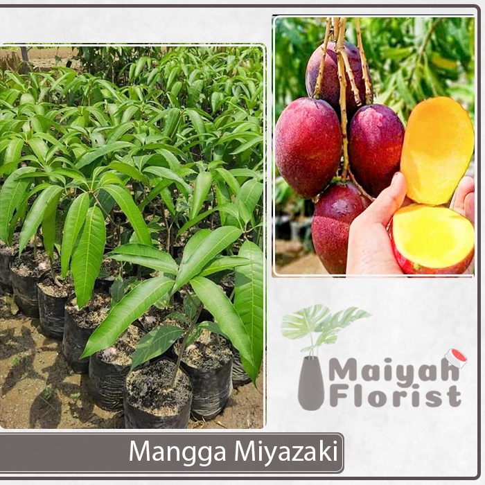 Bibit Tanaman Buah Mangga Miyazaki - Mangga Jepang