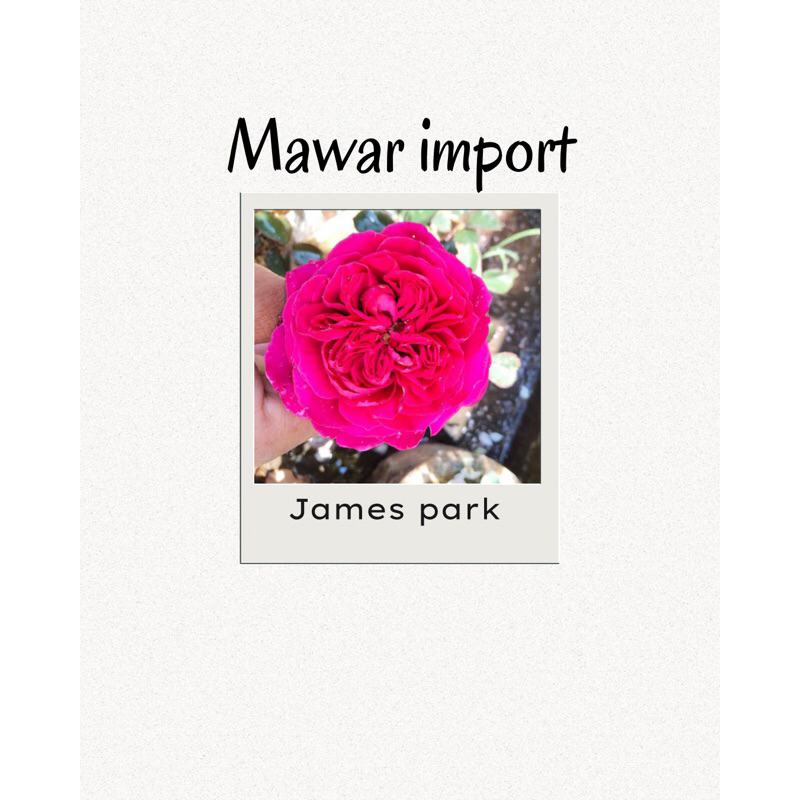Mawar Import JAMES PARK Mawar merah Wangi