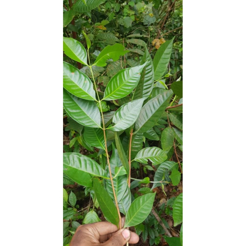 

DAUN SALAM PER IKAT