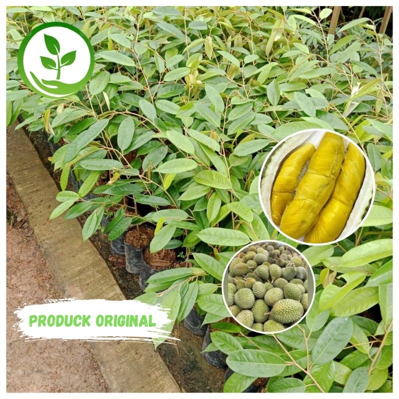 Bibit Durian Bawor Asli Tanaman Buah Duren Bawor Okulasi Super Genjah