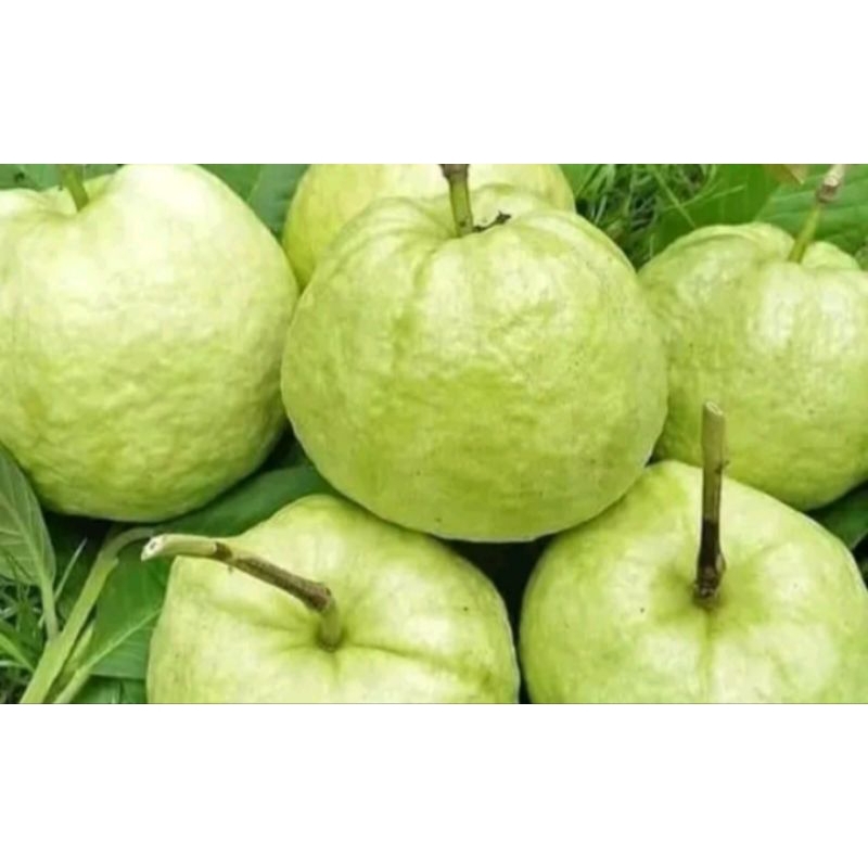 

jambu kristal rujak fresh langsung petik dari pohonnya 1kg paling murah