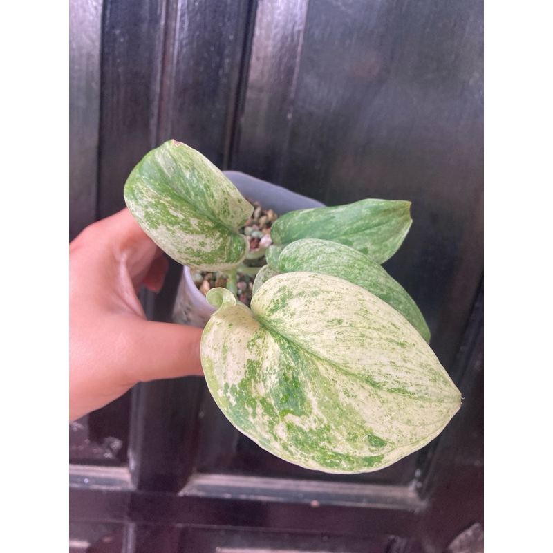 scindapsus jade satin white variegata mutasi