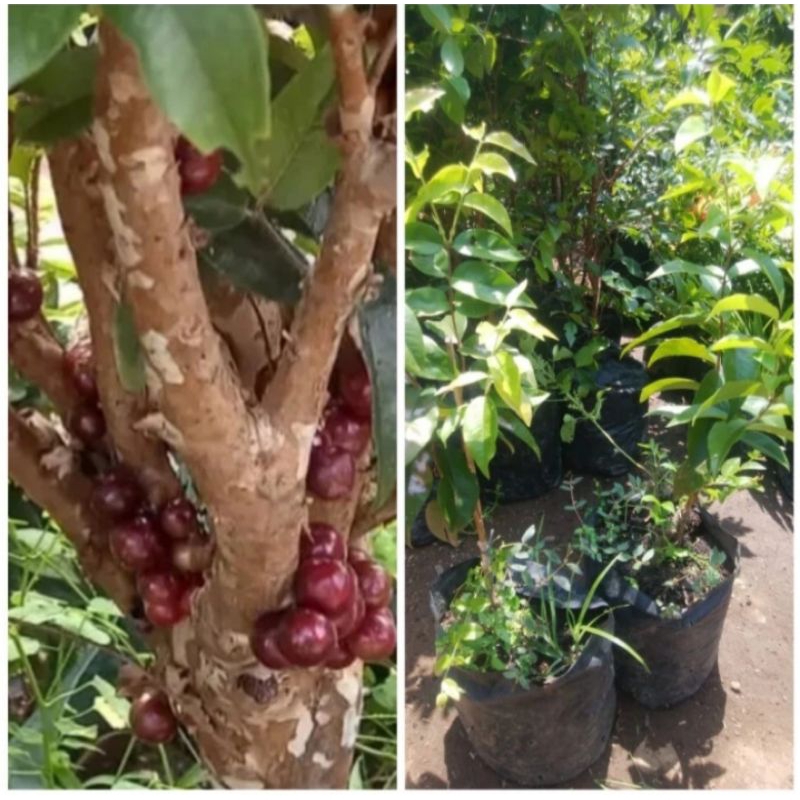 bibit anggur pohon Brazil escarlate