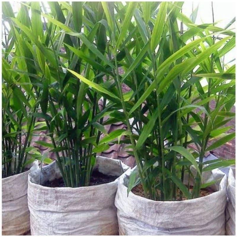 Bibit jahe merah siap tanam