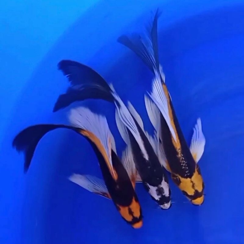 KOI KABUTO GRAND A K0I ASLI BLITAR UP