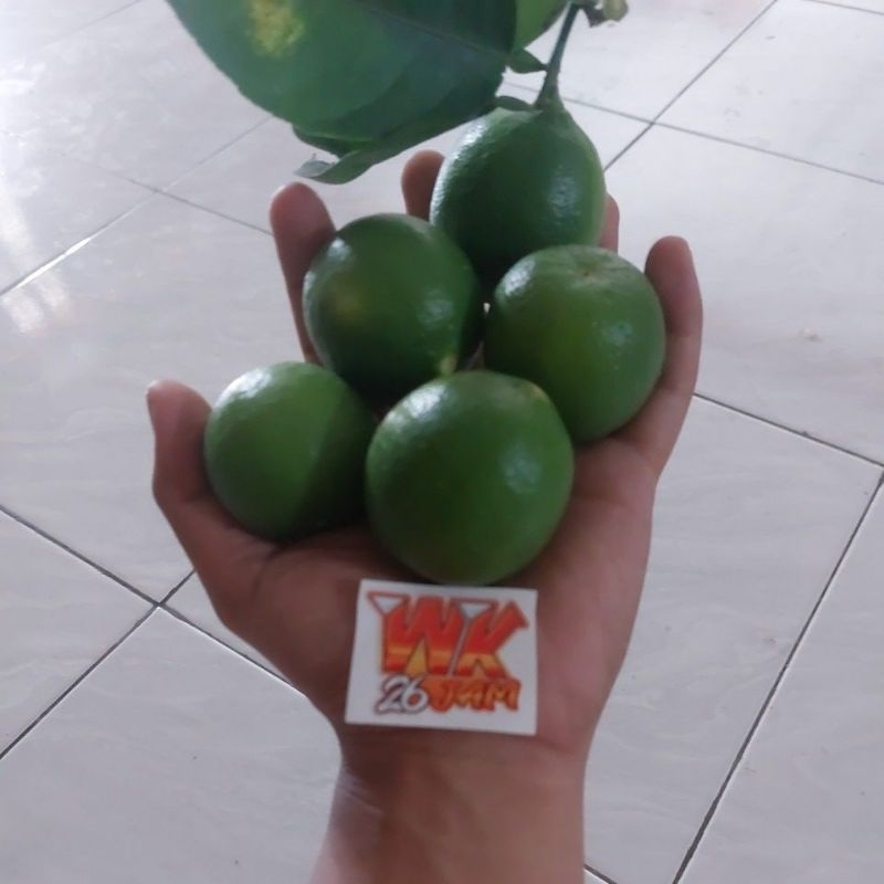 

JERUK NIPIS SEGAR FRESH CIREBON HASIL KEBUN WK26JAM