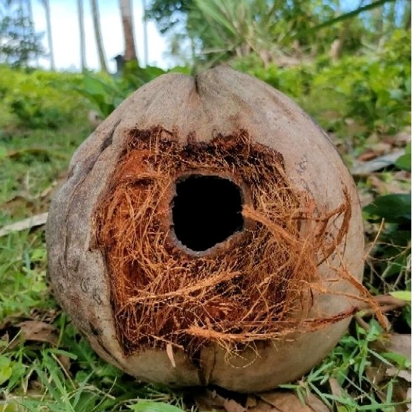 glodok burung Lovebird - Glodok kenari