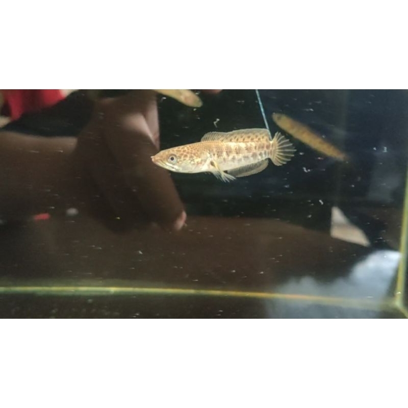 auranti cb 5-6 cm sortiran grade A+++