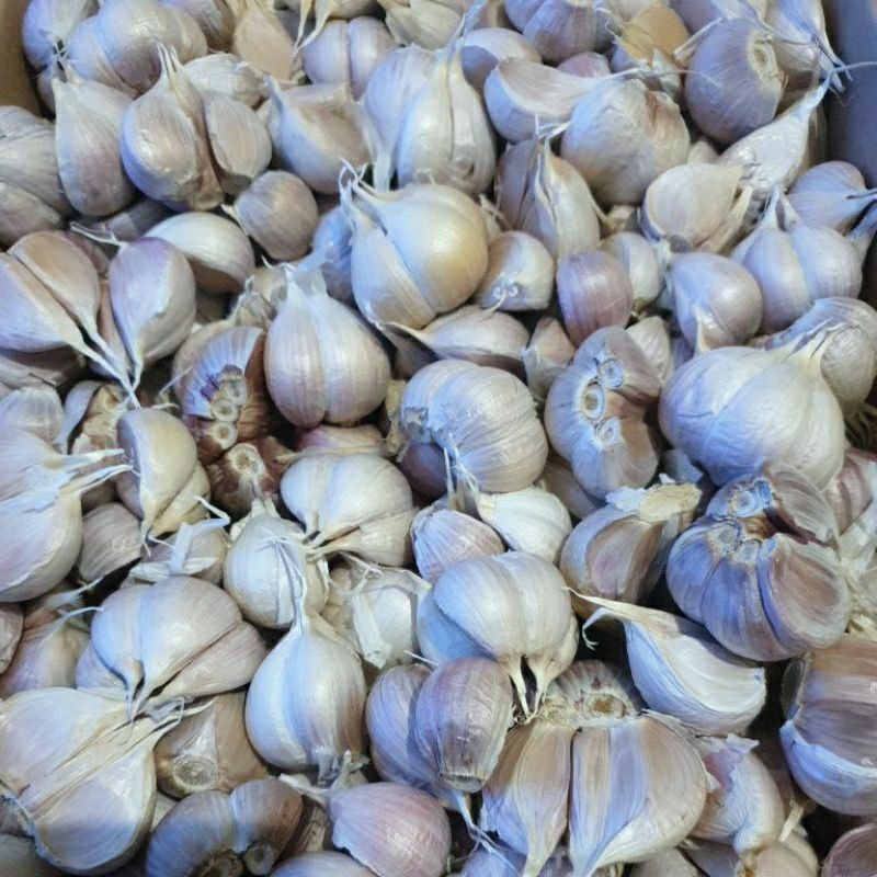 

Bawang Putih Kating , Kualitas Premium 250 gram