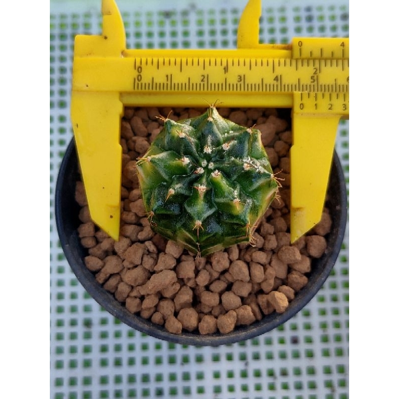 MIHANOVICHI HYBRIDA THAILAND VARIGATA//KAKTUS//KAKTUS IMPORT//KAKTUS OUTDOOR//KAKTUS INDOOR//KAKTUS 