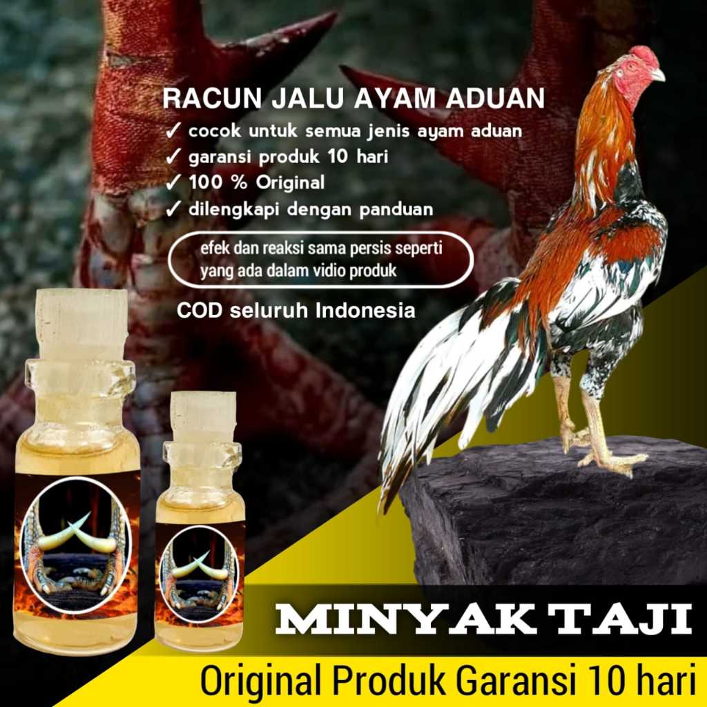 doping ayam bangkok tarung racun jalu minyak taji