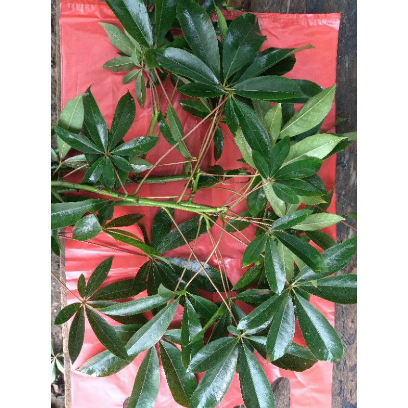 

Daun kapuk fresh