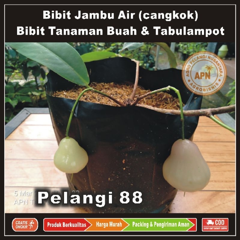 Bibit Jambu Air , Bibit Tanaman Jambu , Bibit Tanaman Buah & Aneka Tabulampot , Jambu