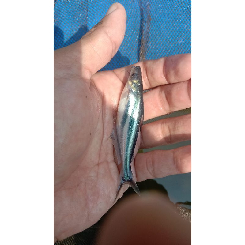 bibit ikan patin ukuran 9 10 cm