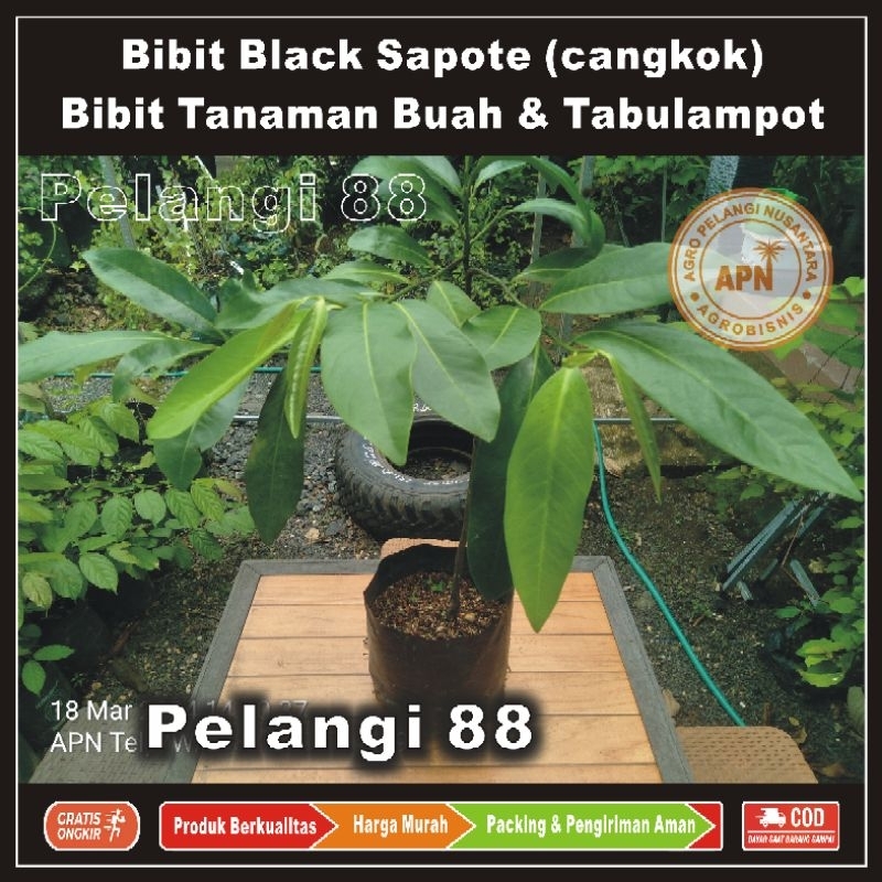 Bibit Black Sapote , Bibit Buah Black Sapote , Bibit Tanaman Buah & Aneka Tabulampot , Black Sapote