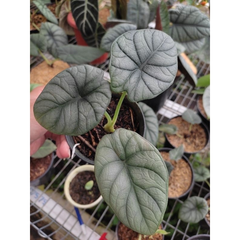 Alocasia. Dragon Moon