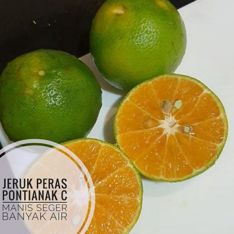 

KPE576 GROSIR Buah jeruk peras pontianak 1kg harga grosir