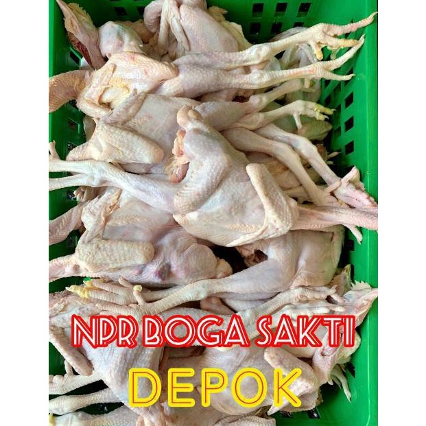 

KRG238 NEW Ayam Pejantan Fresh Ayam Kalasan Fresh Harga Distributor