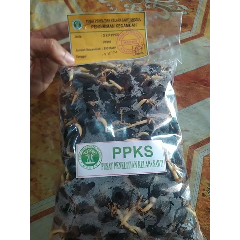 bibit sawit unggul siap tanam jenis simalungun