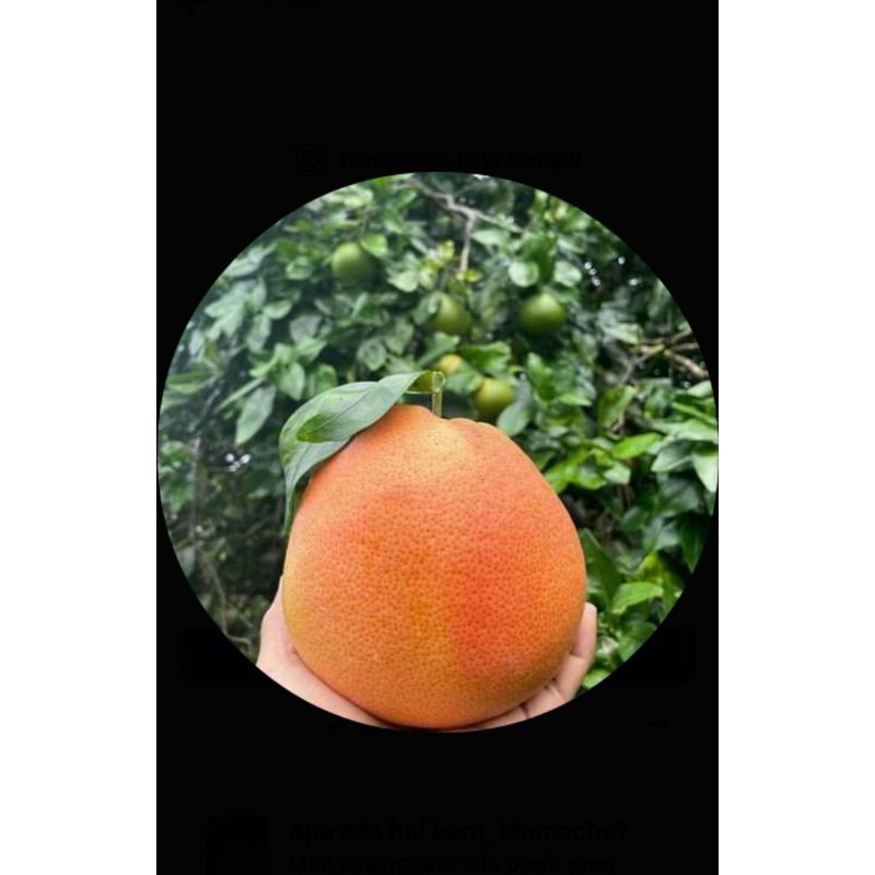 

MURAH Bibit Jeruk Redpamelo