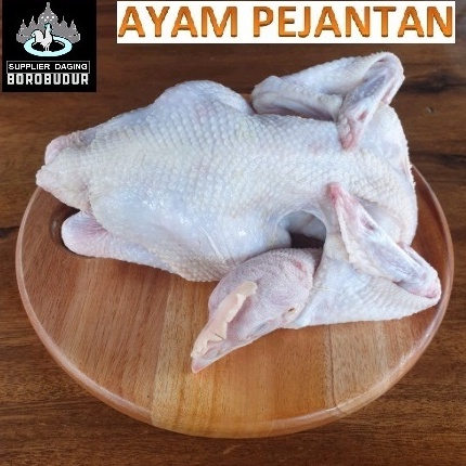 

MEY186 TERBARU Ayam Pejantan berat hidup bersih komplit