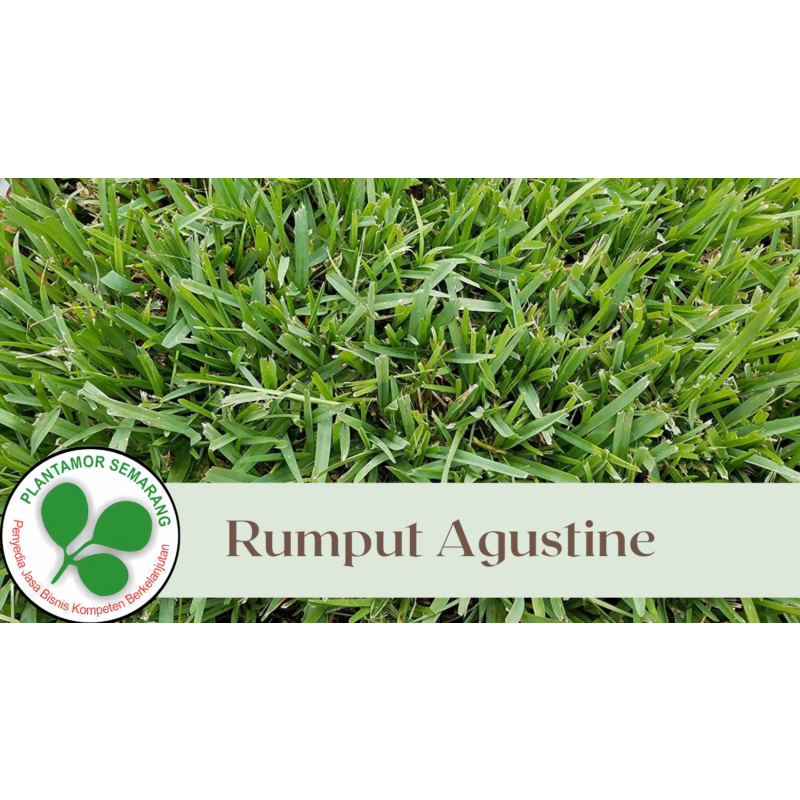 Rumput Agustine