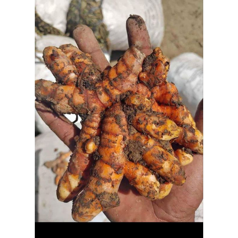 

kunyit bumbu dapur