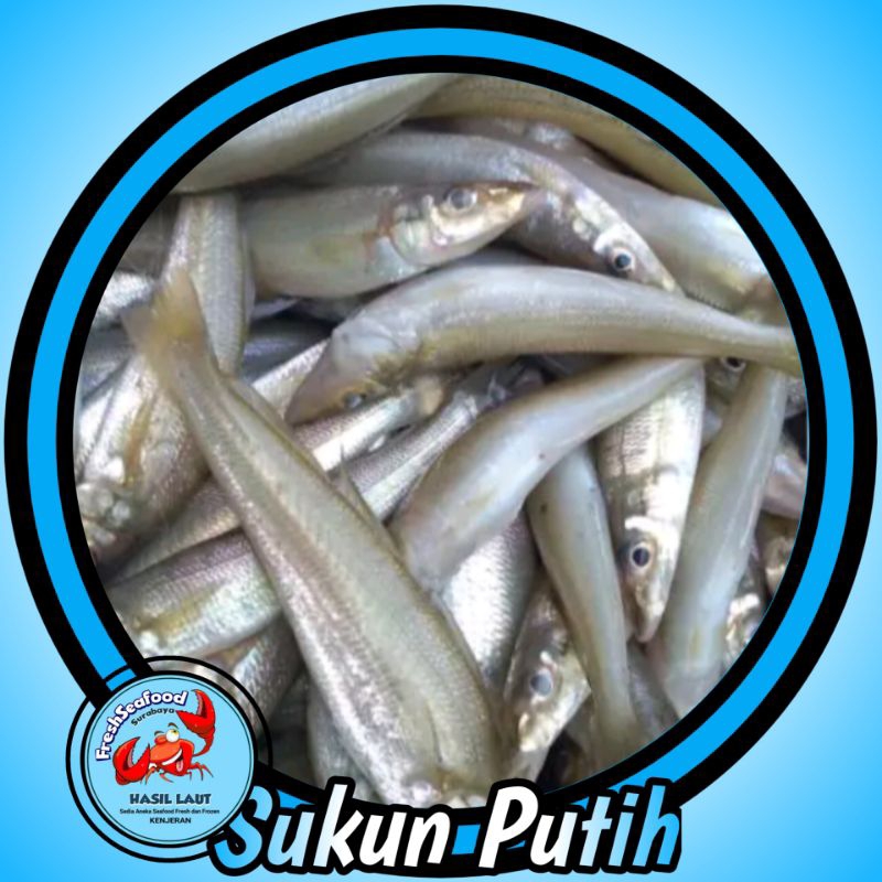 

Ikan barakuda putih segar 1 kg