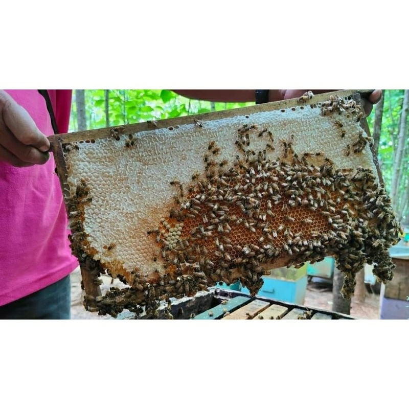 

Madu Murni Pribumi Multiflora