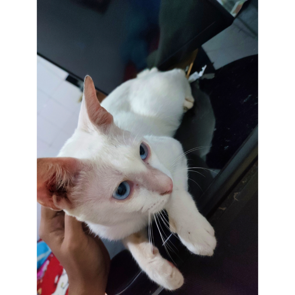 Kucing Jantan Putih, Mata Biru