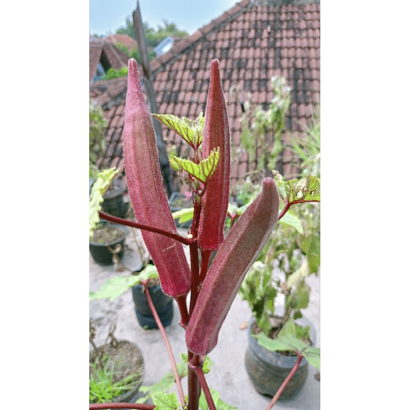 Biji benih okra merah