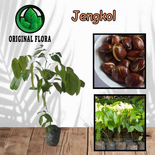 Bibit Jengkol Super Pohon Jengkol Tanaman Jengkol Unggul
