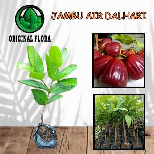 Bibit Jambu Air Dalhari Tanaman Jambu Pohon Jambu Dalhari