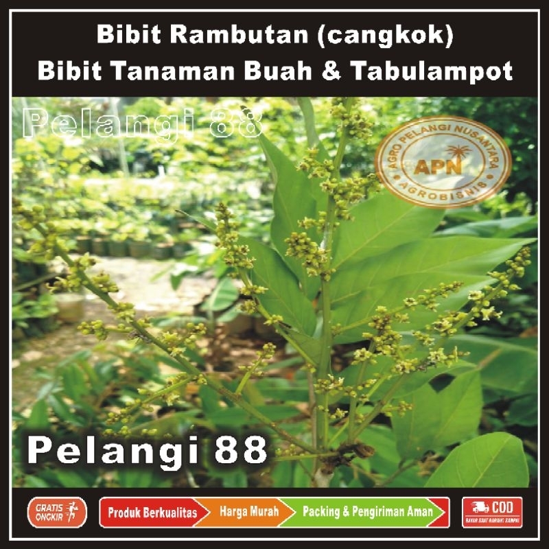 Bibit Rambutan , Bibit Buah Rambutan , Tanaman Rambutan , Bibit Tanaman Buah & Tabulampot , Rambutan