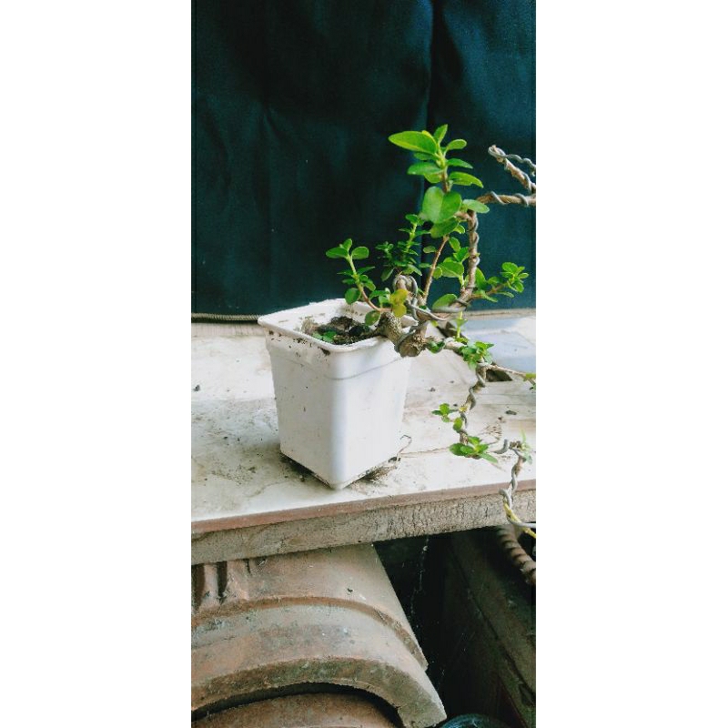 bonsai mame sancang