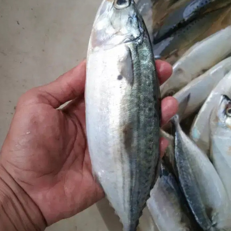 

Ready Stok ikan kembung kemasan 1kgikan lautkembung