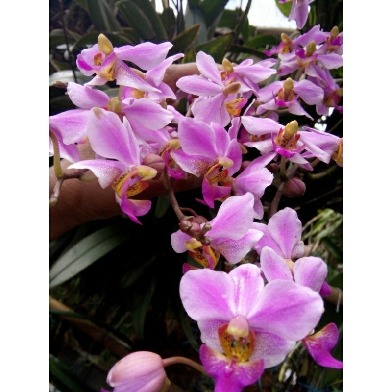 ANGGREK BULAN MINI DORITIS PINK