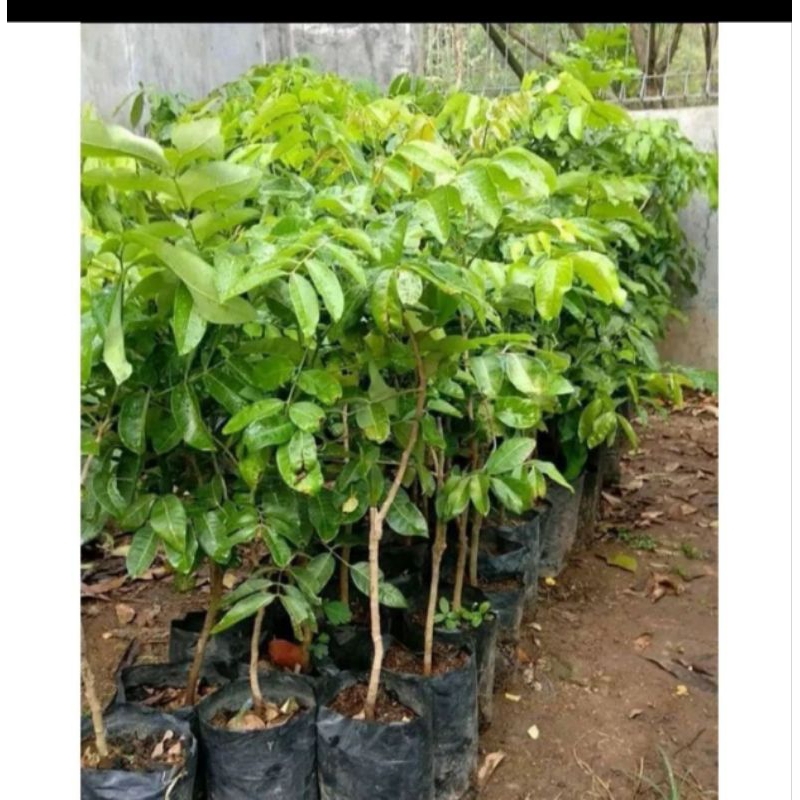 Bibit Kelengkeng super