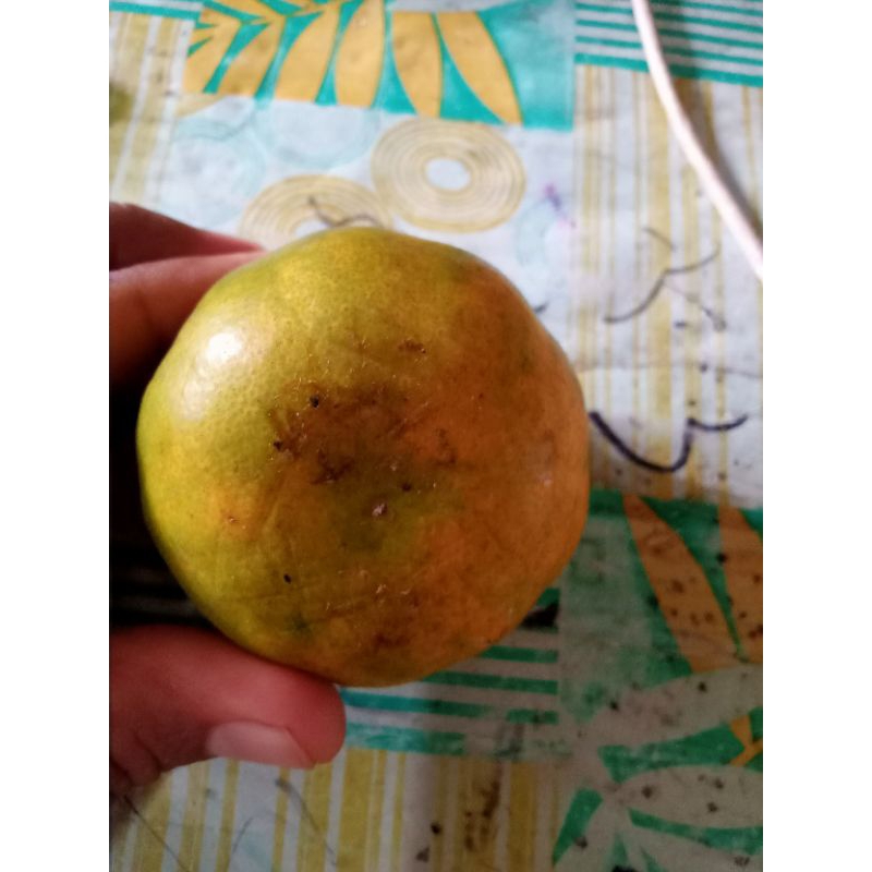 

1 KG Buah Jeruk Lemon California Segar