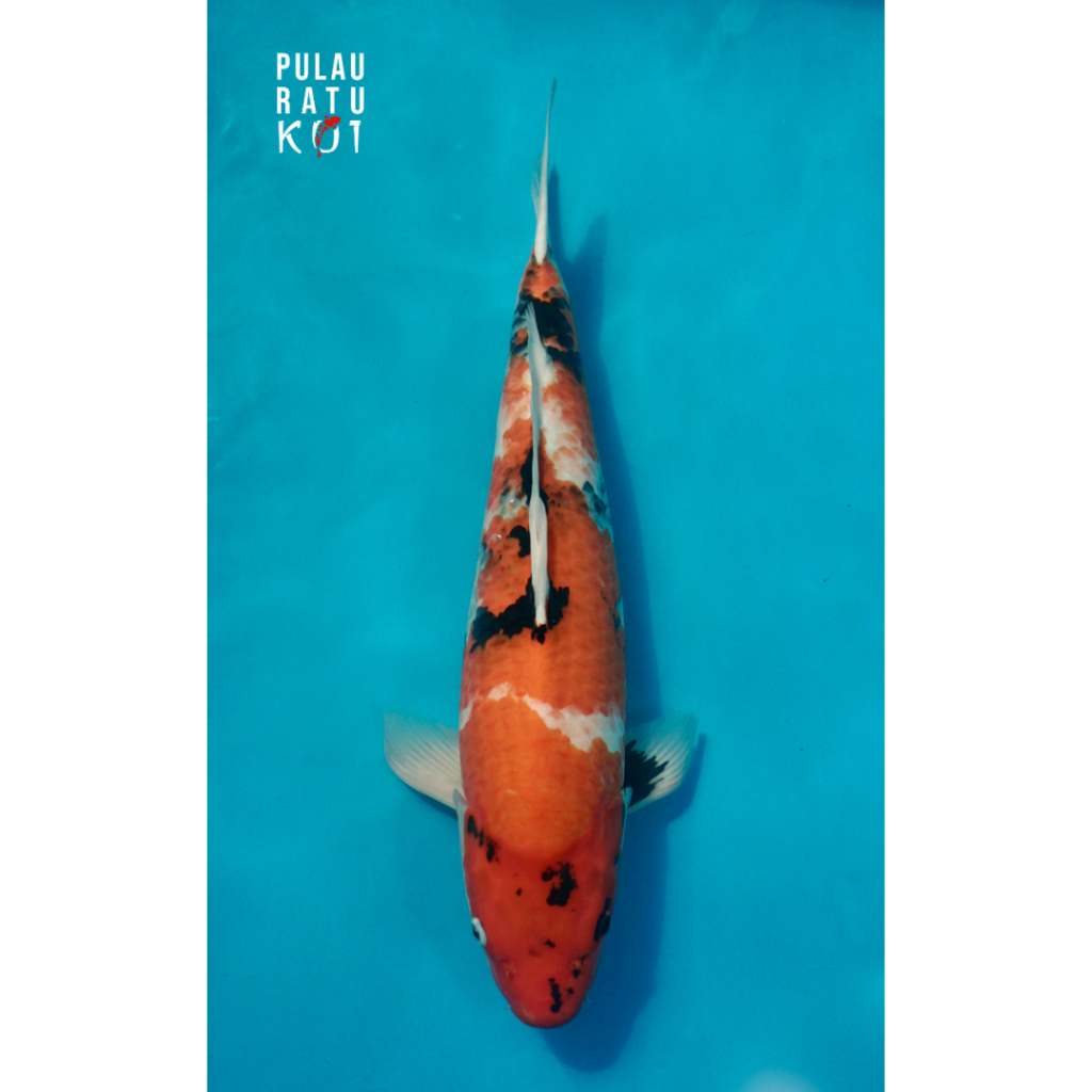 showa isa 65 bu female ikan koi import sertifikat breeder 0143
