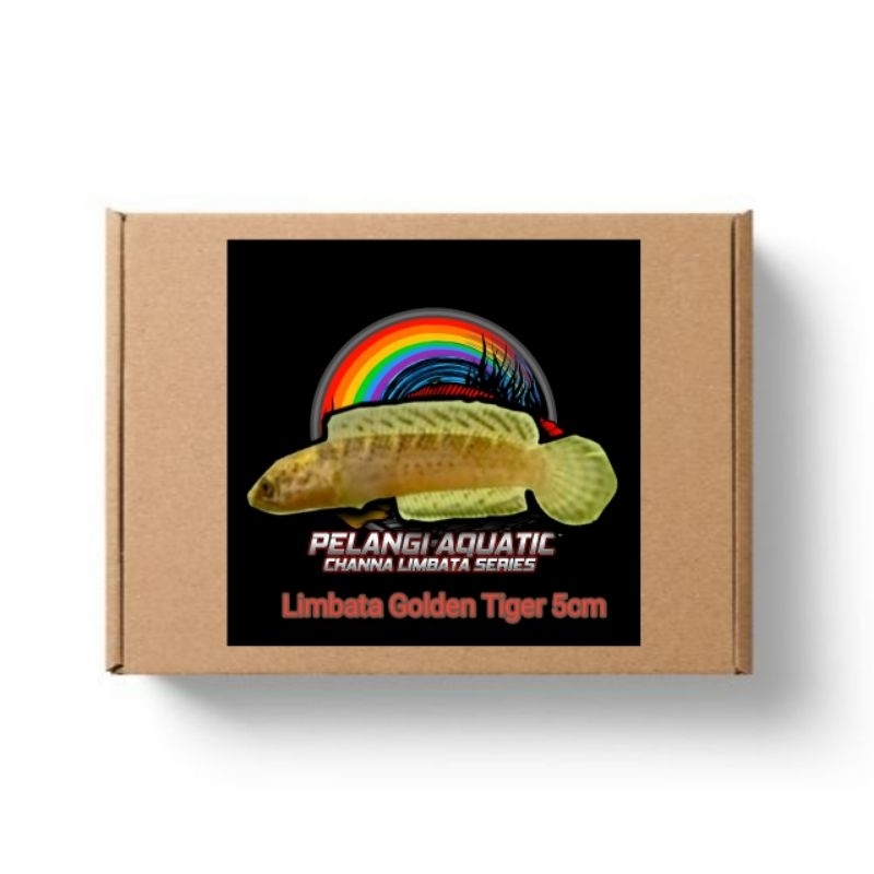 Limbata Golden Tiger 3 cm