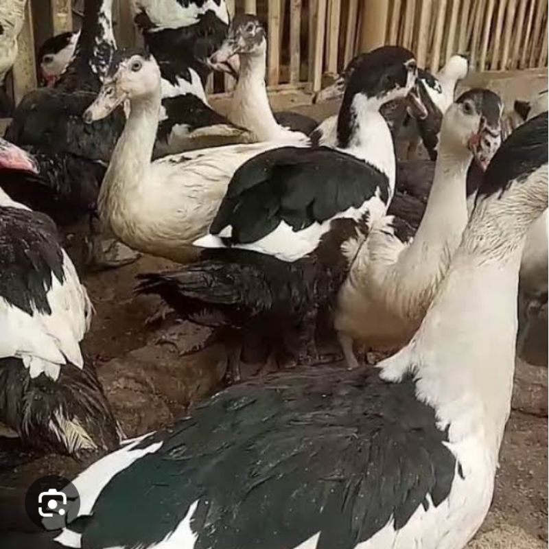 entok muda siap potong