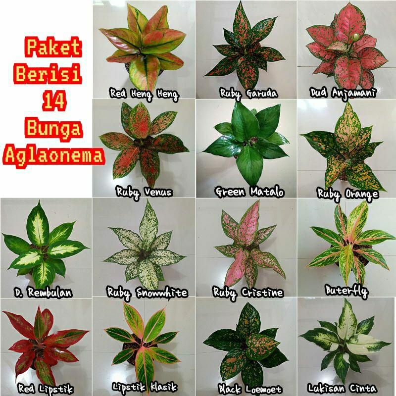 berisi 14 macam bunga aglonema dewasa berdaun 6-8 lembar