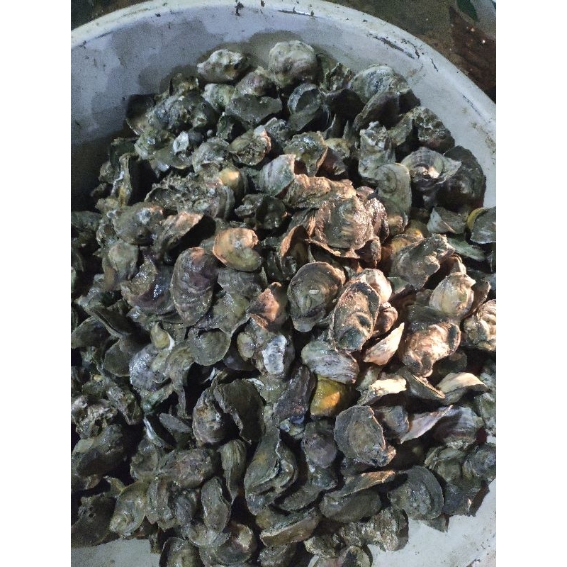 

Kerang Tiram (oyster utuh) 1kg