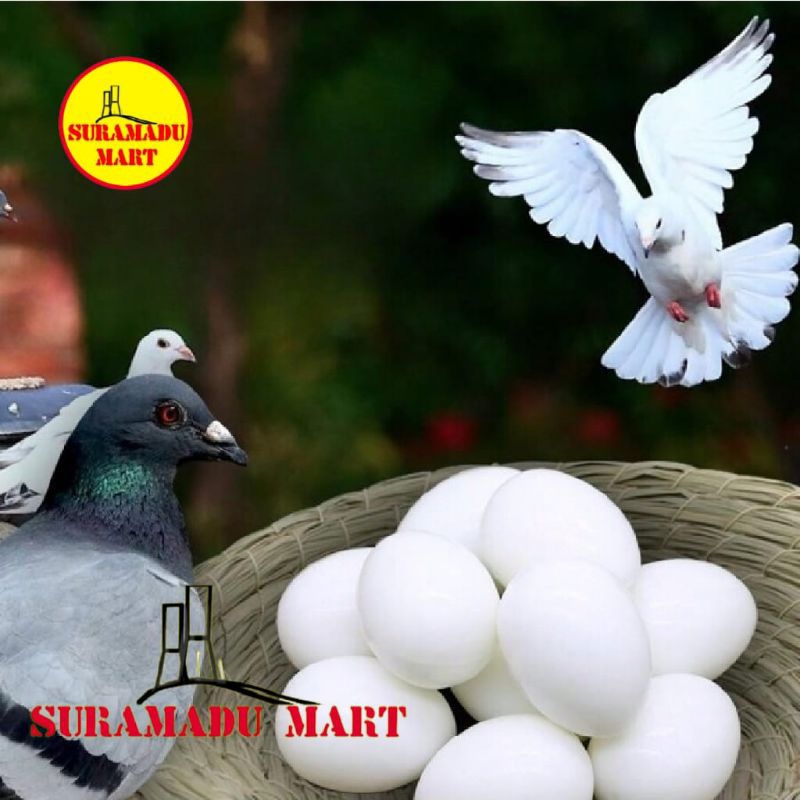 Telur Merpati Palsu Imitasi Mainan Merpati