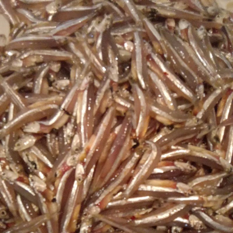 

ikan teri segar