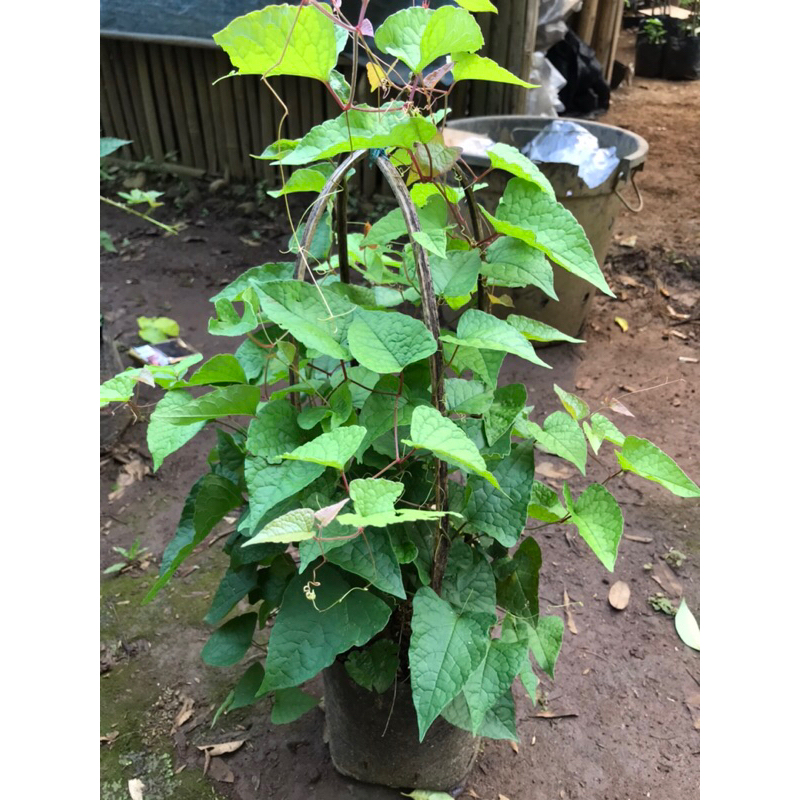 tanaman bunga air mata pengantin pink | air mata pengantin bunga pink