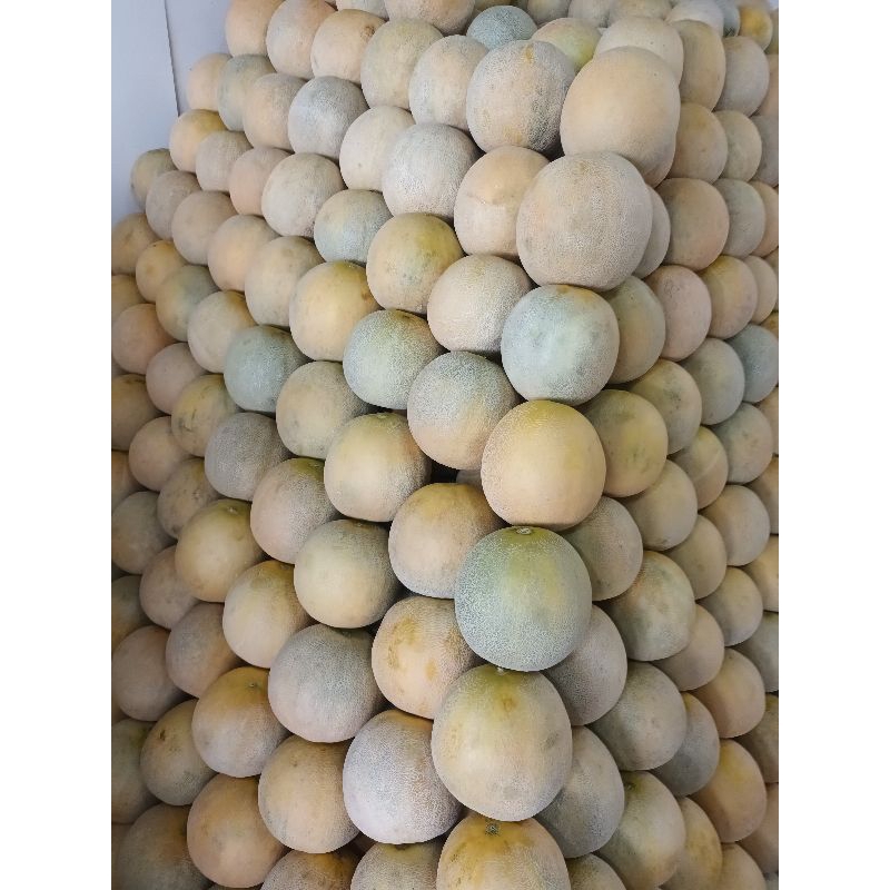 

Melon Madu C (1,4-1,6kg)